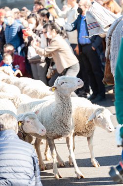 Madrid, İspanya; 24 Ekim 2021: Madrid 'in merkez caddelerinde yürüyen bir koyun sürüsü Transhumance' ın aklandığı gün,.