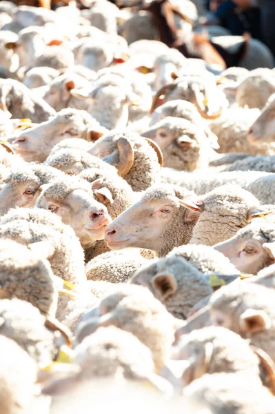 Madrid, İspanya; 24 Ekim 2021: Transhumance 'ın aklandığı gün Madrid' in merkez caddelerinde yürüyen bir grup koyun