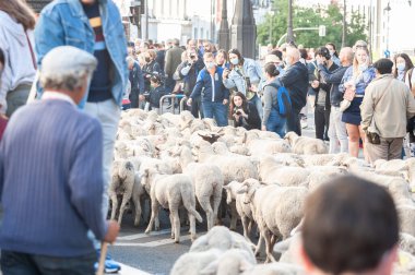 Madrid, İspanya; 24 Ekim 2021: Madrid 'in merkezinde Transhumance' ın Aklanması. Koyunlar ve keçiler şehir merkezindeki caddelerde yürüyorlar. Bir çoban ve etraflarında insanlar var..