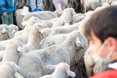 Madrid, İspanya; 24 Ekim 2021: Madrid 'in merkez caddelerinde yürüyen bir koyun sürüsü Transhumance' ın aklandığı gün,.