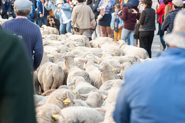 Madrid, İspanya; 24 Ekim 2021: Madrid 'in merkezinde Transhumance' ın Aklanması. Koyunlar ve keçiler şehir merkezindeki caddelerde yürüyorlar. Bir çoban ve etraflarında insanlar var..