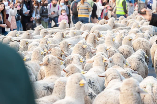 Madrid, İspanya; 24 Ekim 2021: Madrid 'in merkezinde Transhumance' ın Aklanması. Koyunlar ve keçiler Madrid şehir merkezinin sokaklarında yürüyorlar. Etraflarında insanlar var..