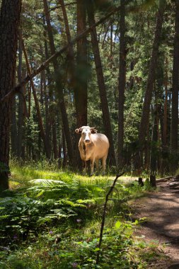 Krem renkli inek kameraya bakıyor, çam ormanının ortasında otluyor ağaçların arasından gün ışığı geliyor, onu aydınlatıyor..