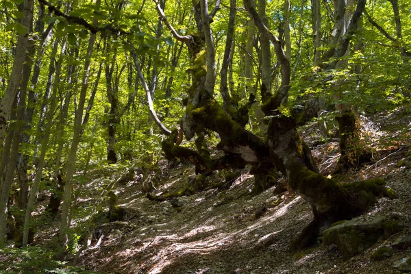 Path Crossing Beech Forest Green Leaves Bordered Both Sides Trees — стоковое фото