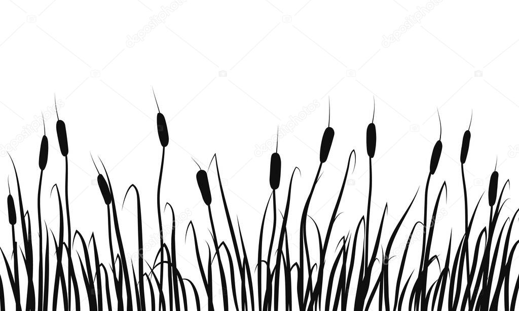 Silhouette of reeds, rushes and marsh grass on white background.