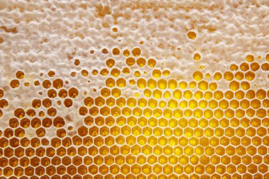 Taraklarda taze bal. Doğal gıda arka plan dokusu