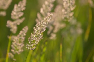 Arka planda çimenler ve çiçekler. Doğa ve çiçek bitkisi