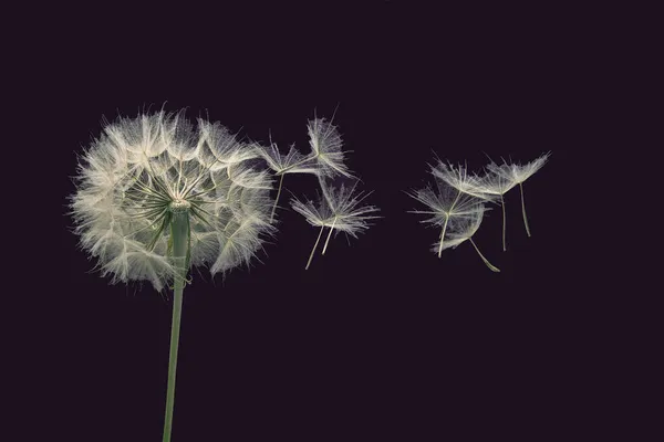 Dandelion Seeds Fly Flower Dark Blue Background Botany Bloom Growth — Stock Photo, Image