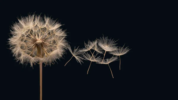 Maskrosfrön Flyger Från Blomma Mörkblå Bakgrund Botanik Och Blomtillväxt Utbredning — Stockfoto