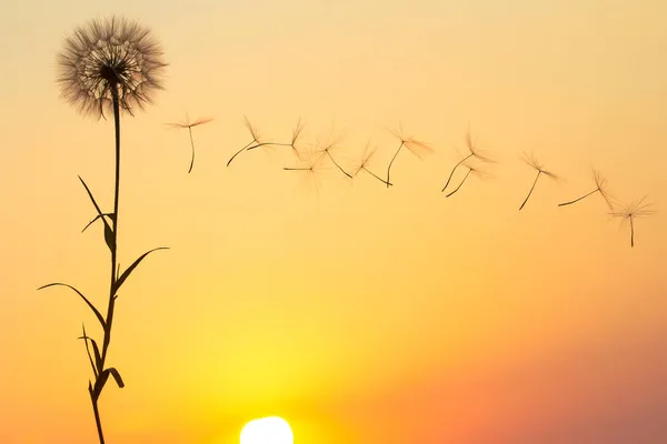 Silhouette Semi Tarassaco Volante Sullo Sfondo Del Cielo Del Tramonto — Foto Stock