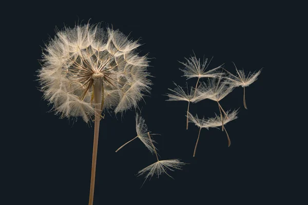 Graines Pissenlit Volent Partir Une Fleur Sur Fond Bleu Foncé — Photo