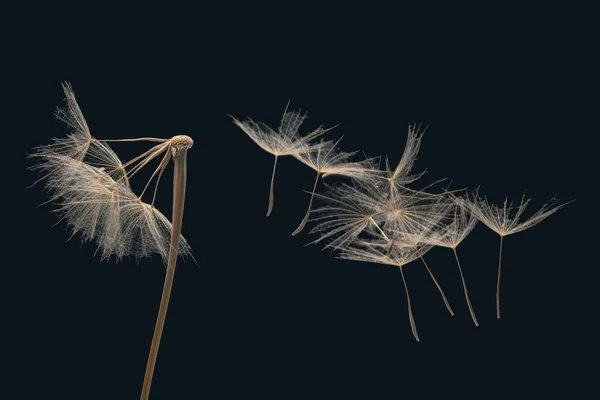 Koyu Mavi Arka Planda Bir Çiçekten Karahindiba Tohumları Uçar Botanik — Stok fotoğraf