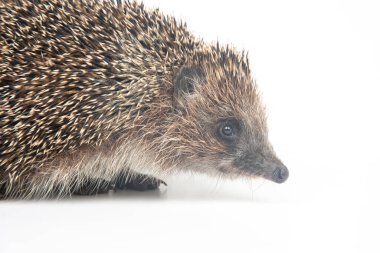 Erinaceus europaeus. Beyaz arka planda Avrupa 'da yaygın kirpi