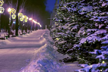 winter fir trees in the city park covered with snow with Christmas garlands