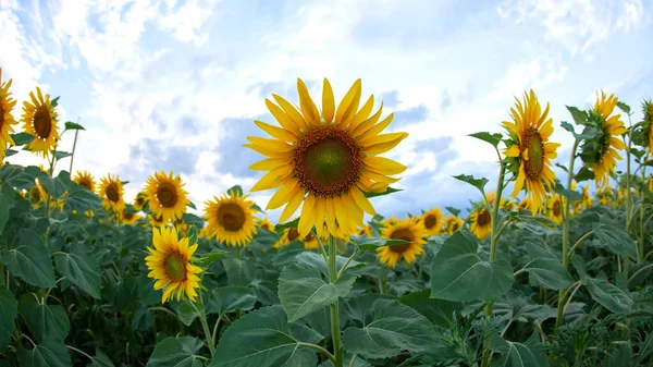 Yellow Flower Sunflower Field Closeup — Stock Photo, Image