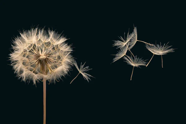 Sementes Dente Leão Voam Uma Flor Fundo Azul Escuro Propagação — Fotografia de Stock