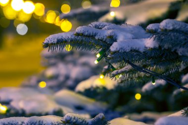winter fir trees in the city park covered with snow with Christmas garlands