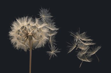 Karahindiba tohumları koyu arkaplanda bir çiçeğin yanında uçuyor.