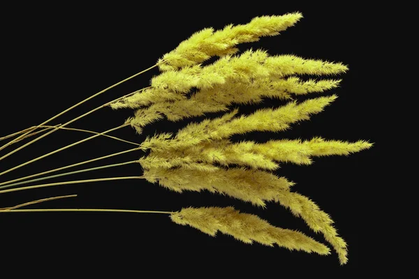 Lussureggiante Mazzo Erba Secca Gialla Uno Sfondo Scuro Natura Delle — Foto Stock