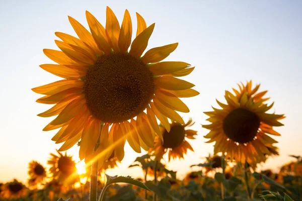 Yellow Flower Sunflower Field Closeup — Stock Photo, Image