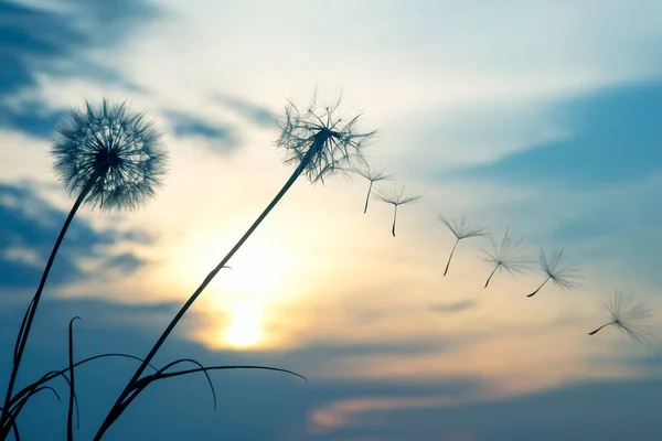 Siluetas Semillas Diente León Voladoras Fondo Del Cielo Del Atardecer — Foto de Stock