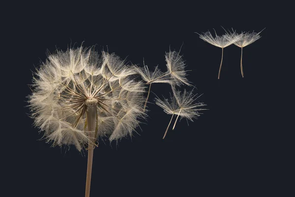 Dandelion Seeds Flying Next Flower Dark Background — Stock Photo, Image