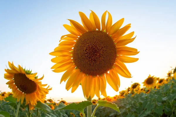 Large Field Blooming Sunflowers Backdrop Sunny Cloudy Sky Agronomy Agriculture — Stock Photo, Image