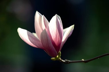 Çiçek açan bahar manolya çiçeğinin açık pembe kafası. Botanik ve çiçekler