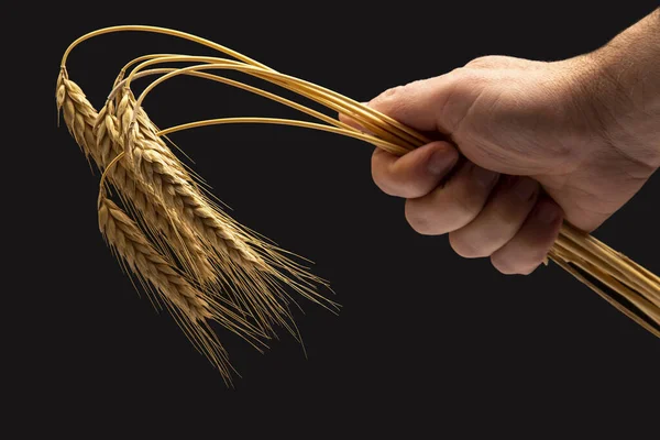 Spighe Mature Grano Primo Piano Una Mano Umana Uno Sfondo — Foto Stock