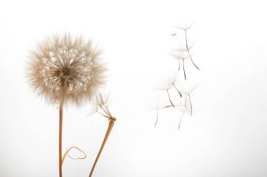 Karahindiba tohumları hafif arka planda bir çiçekten uçar. botanik ve çiçek büyümesi.