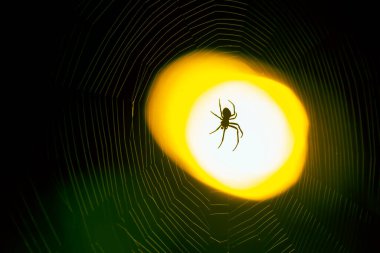 Gece bir ağ üzerinde oturan örümcek bir fenerin ışığı altında