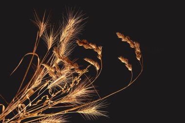 Koyu bir arka planda yemyeşil, kuru çimenler. Bitkilerin ve botaniğin doğası