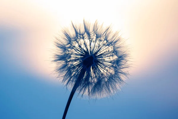 Кульбаба Стиснута Навпроти Заходу Сонця Природа Ботаніка Квітів — стокове фото