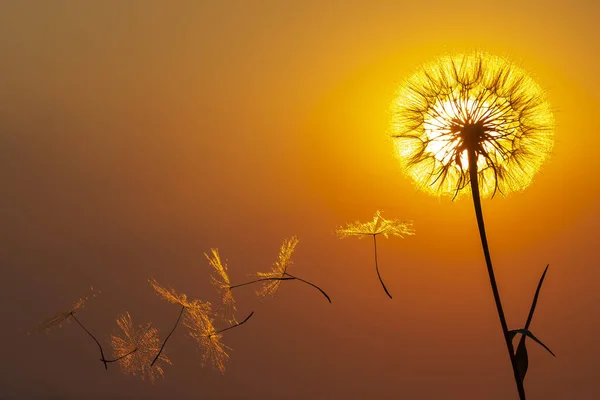 하늘을 배경으로 날으는 민들레씨의 실루엣 식물상의 — 스톡 사진