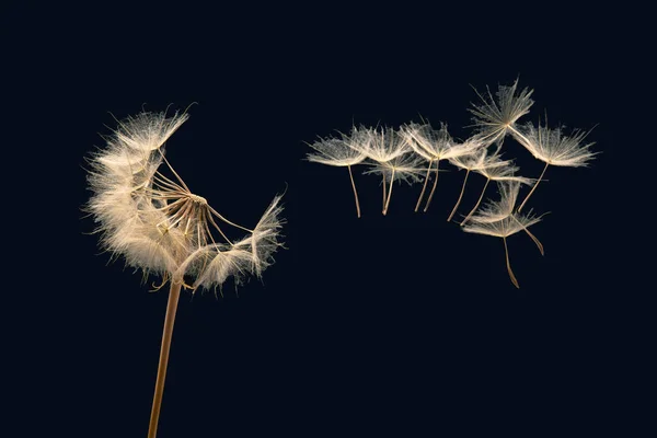 Maskrosfrön Flyger Från Blomma Mörk Bakgrund Botanik Och Blomtillväxt Utbredning — Stockfoto