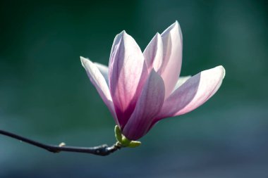 Çiçek açan bahar manolya çiçeğinin açık pembe kafası. Botanik ve çiçekler