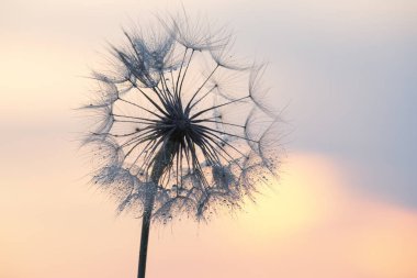 Karahindiba, gün batımında gökyüzüne karşı siluetlendi. Çiçeklerin doğası ve botaniği