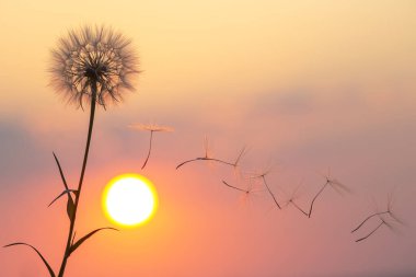 Günbatımı gökyüzünün arka planında uçan karahindiba tohumlarının siluetleri. Çiçeklerin doğası ve botaniği