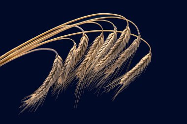 Olgun buğday kulakları, koyu bir arka planda yakın plan. Ekmek endüstrisi. vejetaryen yemeği