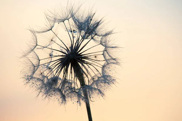 Silhueta Dente Leão Contra Céu Pôr Sol Natureza Botânica Flores — Fotografia de Stock