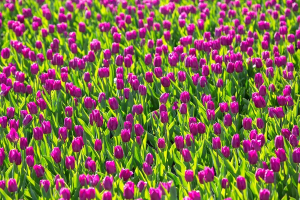 Grand Champ Tulipes Pourpres Fleurs Fleurs Botanique — Photo