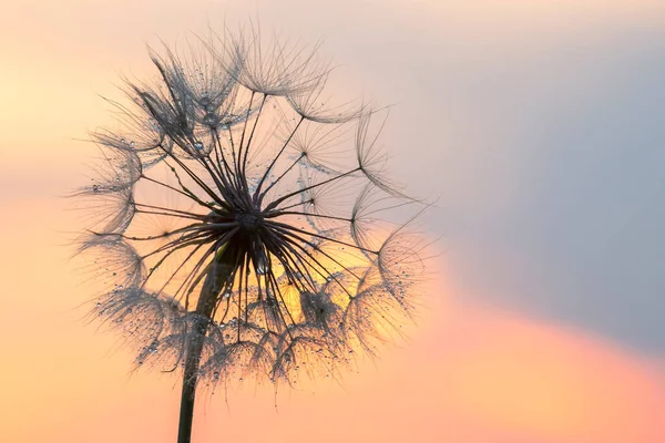 Pissenlit Silhouette Contre Ciel Couchant Nature Botanique Des Fleurs — Photo