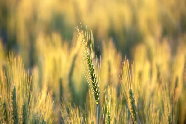 Blooming Green Field Wheat Agronomy Agriculture Food Industry — Stock Photo, Image