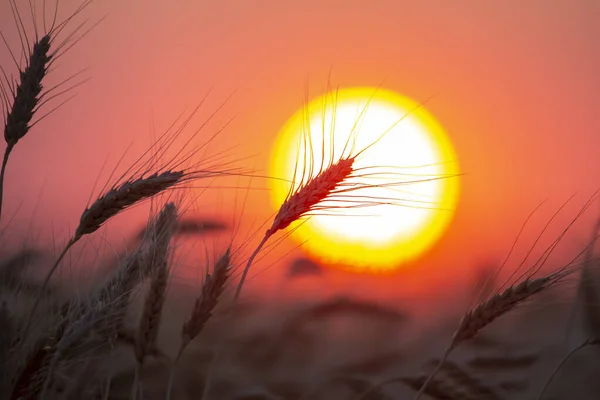 Silhouette Wheat Ears Sunset Closeup Royalty Free Stock Images