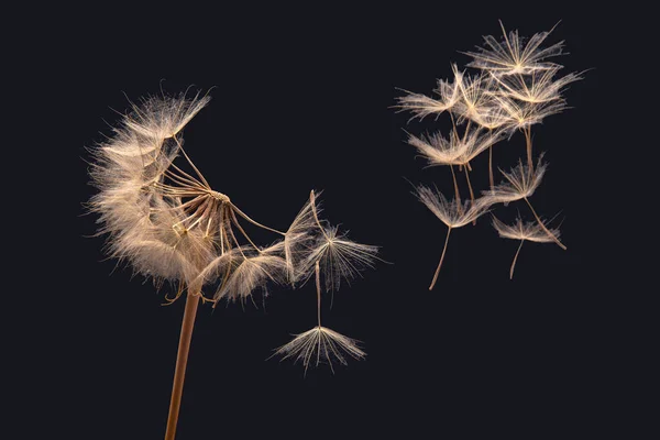 Sementes Dente Leão Voam Uma Flor Fundo Escuro Propagação Crescimento — Fotografia de Stock