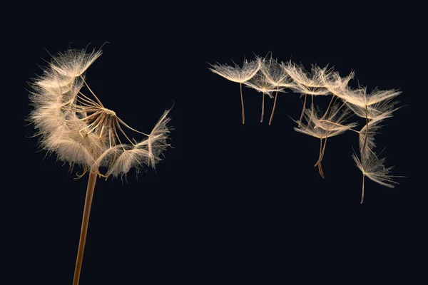 Maskrosfrön Flyger Från Blomma Mörk Bakgrund Botanik Och Blomtillväxt Utbredning — Stockfoto