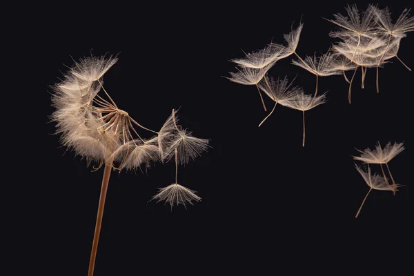 Gyermekláncfű Magok Repülnek Egy Virágból Sötét Háttérrel Botanikai Virágzási Szaporodás — Stock Fotó