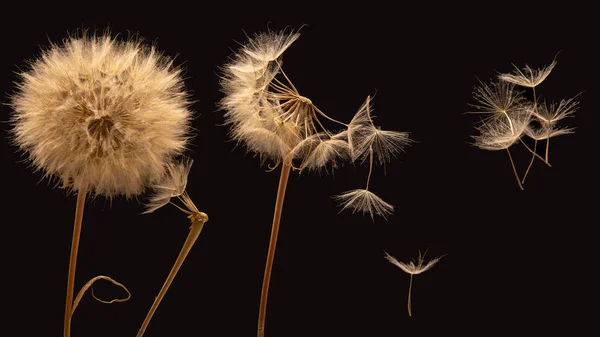 Paardenbloem Zaden Vliegen Uit Een Bloem Een Donkere Achtergrond Plantkunde — Stockfoto