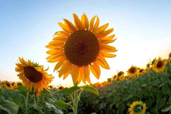 Large Field Blooming Sunflowers Sunlight Agronomy Agriculture Botany — Stock Photo, Image