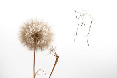 Karahindiba tohumları hafif arka planda bir çiçekten uçar. botanik ve çiçek büyümesi.